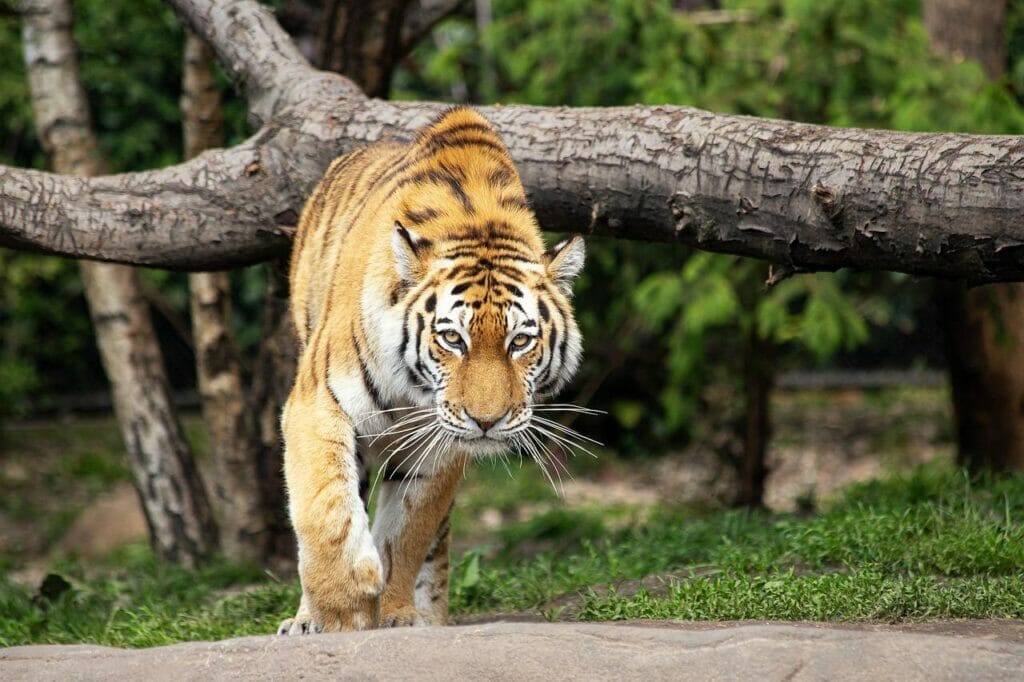 Plenty of wild animals at Bucharest zoo to see