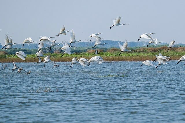 spoon bills, birdwatching, danube delta